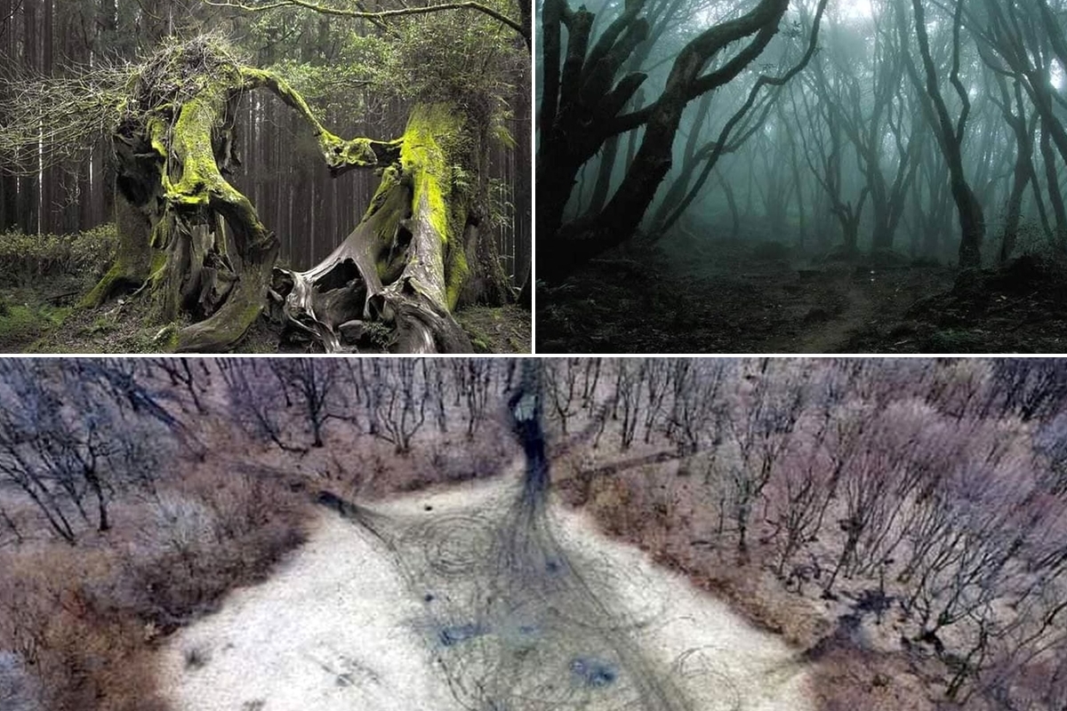 The haunted forest in Romania Hoia Baciu